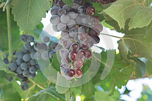 Red grape bunches growing on the edge of a tree