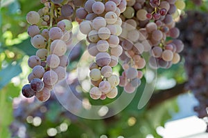 Red grape bunches hanging across green leaves