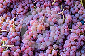 Red grape bunches at the market