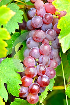 Red grape closeup