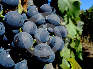 Red grape closeup, large deep purple juicy fruit berries