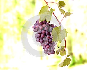 Red grape cluster