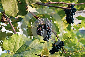 The red grape cluster on the grape plantation.