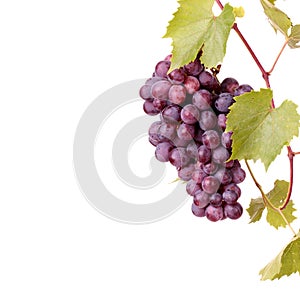 Red grape cluster with leaves