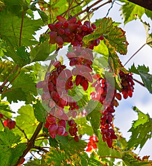 Red grape cluster with leaves