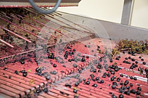 Red grape in destemmer cellar winery harvest production of bordeaux french wine medoc photo