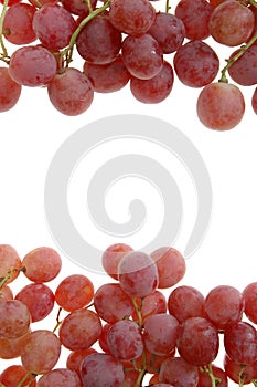red grape for frame