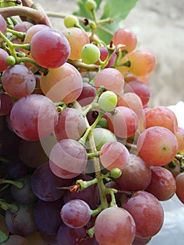 Red grape