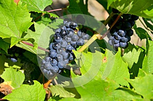 A red grape is a fruit, botanically a berry