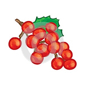 Red Grape Hand drawn Vector Illustration