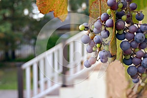 Red grape in the morning