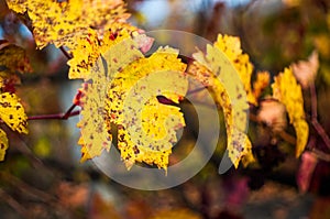 Red grape leaf with background