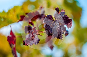 Red grape leaf with background