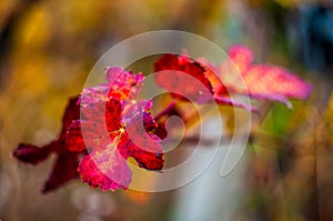 Red grape leaf with background