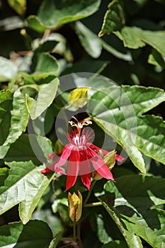 Red grape-leaf passion flower, Passiflora vitifolia