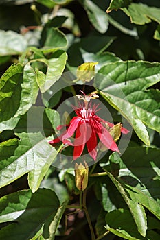 Red grape-leaf passion flower, Passiflora vitifolia