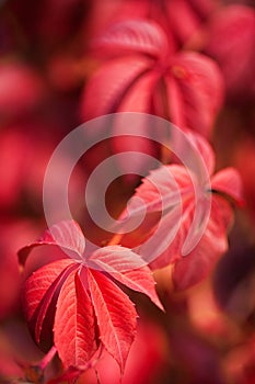 Red grape leaves