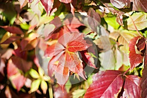 Red grape leaves on blurred green foliage background close up, autumn golden leaves texture pattern macro, warm fall sunny day