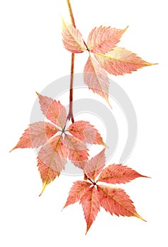 Red grape leaves isolated on white background closeup