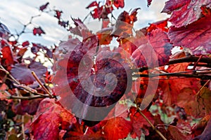 Red grape leaves stood out in a golden-colored Autumn vineyard i