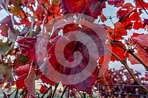 Red grape leaves stood out in a golden-colored Autumn vineyard i