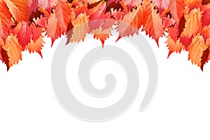 Red grape leaves on white background isolated close up, autumn golden foliage decorative border, fall season maple branches frame