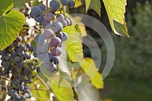 Red grape in the morning