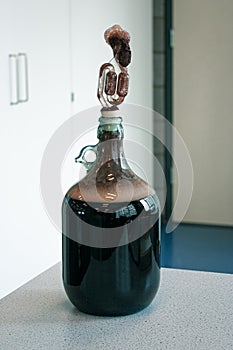 Red grape must in large glass bottle for making of wine at home
