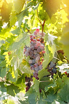 Red grape (purple grape) - wine grapes on grapevine