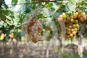Red grape at Vietnam