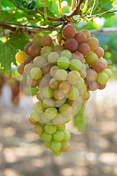 Red grape at Vietnam