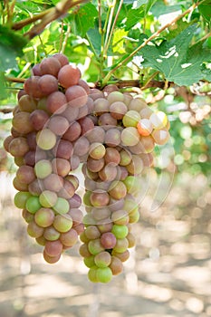 Red grape at Vietnam