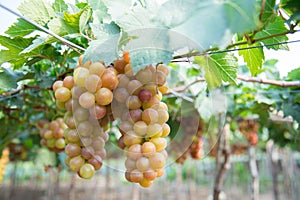 Red grape at Vietnam