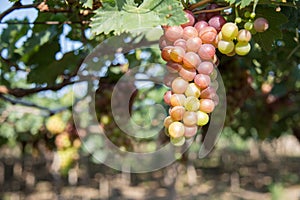 Red grape at Vietnam