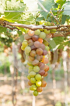 Red grape at Vietnam