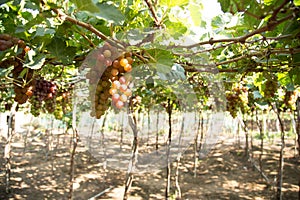 Red grape at Vietnam