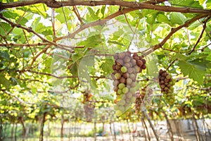 Red grape at Vietnam