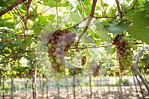 Red grape at Vietnam