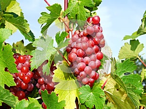 Red grapes