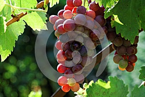 Red grapes.