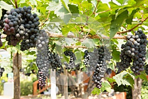 Red Grapes