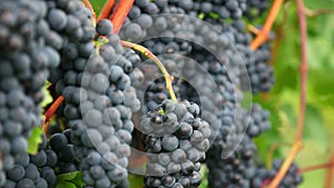 Red grapes