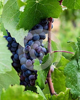 Red grapes