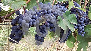 Red grapes