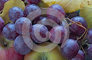 Red grapes, apples and leafes