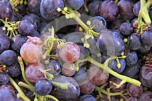 Red grapes background