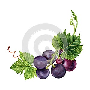 Red grapes branch with green leaves and tendrils. Realistic hand drawn watercolor illustration on white background. Isolated