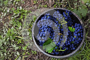 Red grapes in bucket