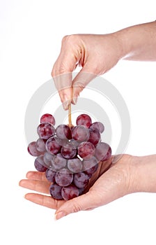 Red grapes bunch in the hands