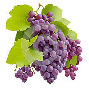 Red grapes bunch. Winery object, realistic grape isolated on white background. Fresh farm raw ingredient illustration. Black